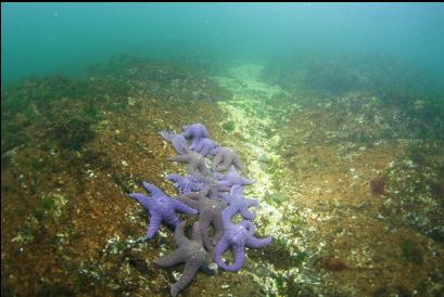 seastars near shore