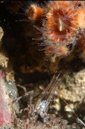 shrimp under cup corals