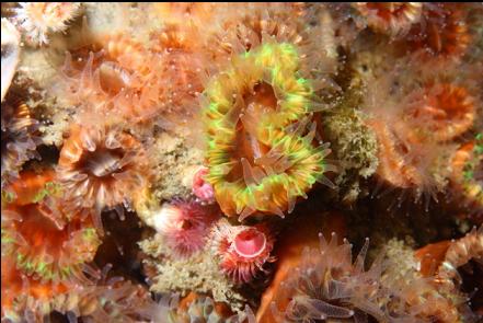 cup corals under the kelp