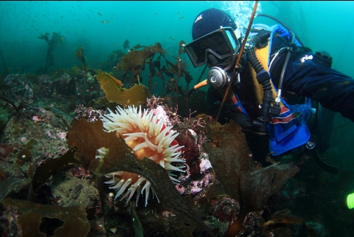 fish-eating anemone