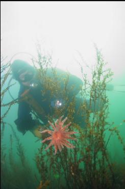 SEASTAR ON SEAWEED IN SHALLOWS