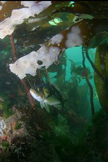 COPPER ROCKFISH