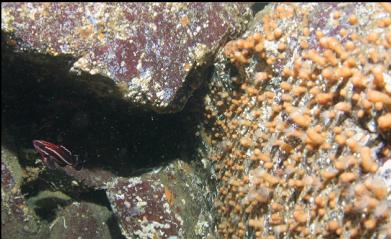 JUVENILE YELLOWEYE ROCKFISH AND ZOANTHIDS