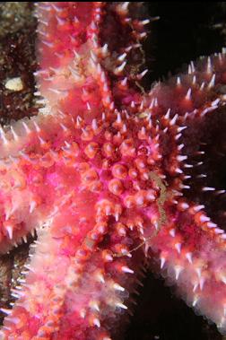 seastar