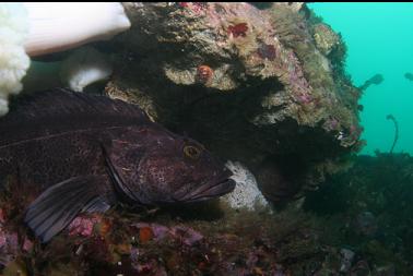 lingcod guarding eggs