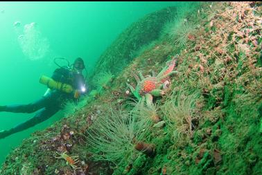 sunflower star and tube-dwelling anemones