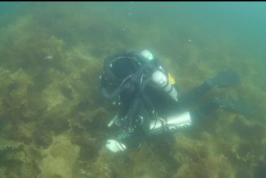 bottom kelp in shallows