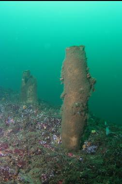 chimney sponges