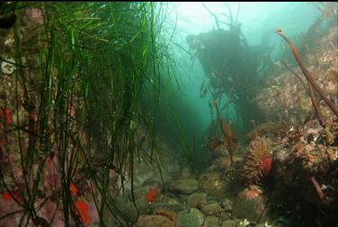 behind anemone and surfgrass