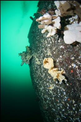 sponges on wall