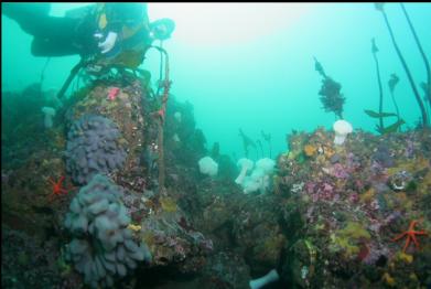 purple tunicates on top of reef