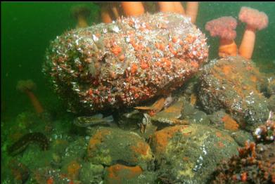 anchor in middle of picture caught under boulder