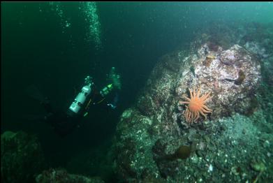 sunflower star at top of wall