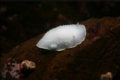 nudibranch