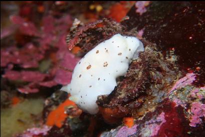 leopard dorid nudibranch