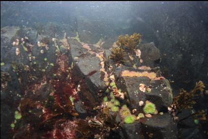 small anemones under boat