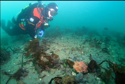 small Puget Sound king crab in channel on drift back