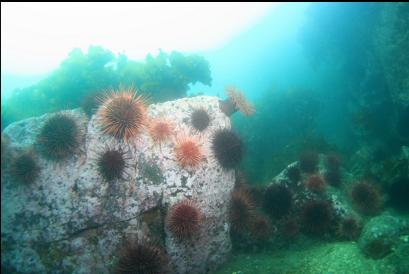 urchins and fish-eating anemone near islet