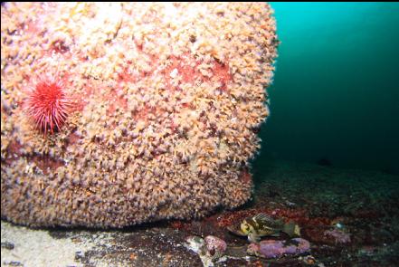 copper rockfish and zoanthids