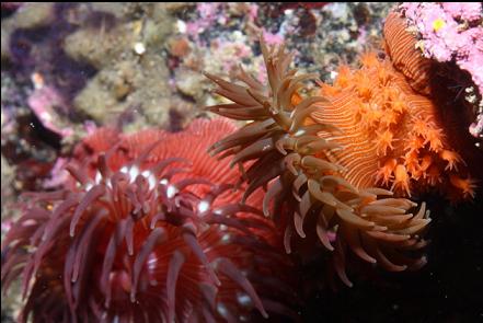 brooding anemones