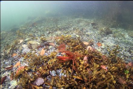 kelp crab