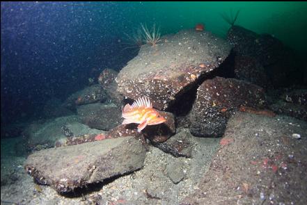 copper rockfish