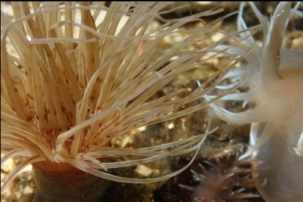 tube-dwelling anemone and giant nudibranch