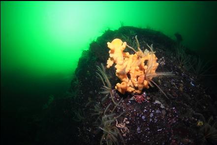 cloud sponge and feather stars