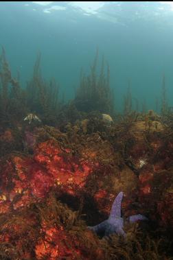 SEASTARS AND SEAWEED