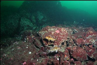 copper rockfish