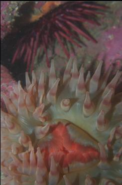 ANEMONE AND URCHIN