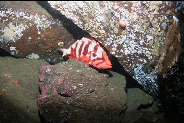 TIGER ROCKFISH