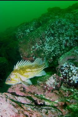 COPPER ROCKFISH