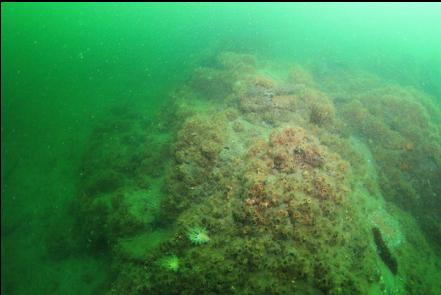 cup corals covering the reef