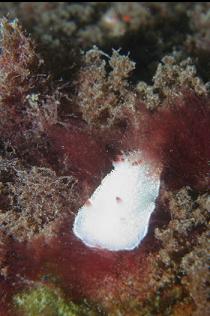 NUDIBRANCH