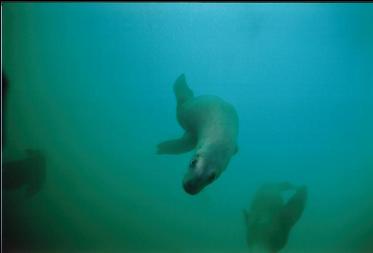 SEA LIONS