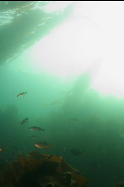 ROCKFISH AND PERCH UNDER KELP