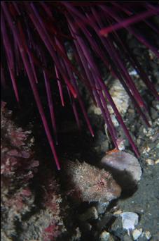 SCULPIN UNDER URCHIN