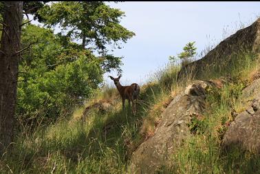 Deer on Rubly Island