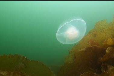 moon jelly