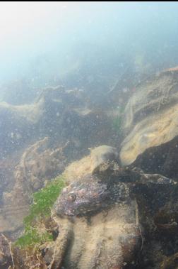 great sculpin in shallow bay