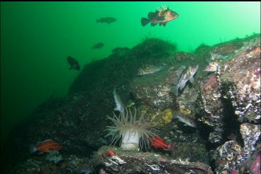 ANEMONE AND ROCKFISH