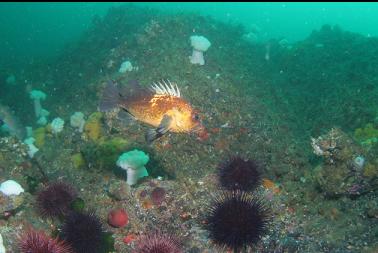 quillback rockfish