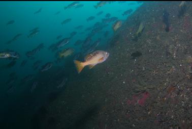 rockfish on wall