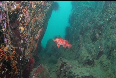 vermilion rockfish