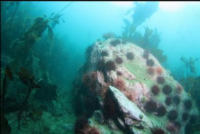 urchins 35 feet deep