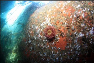 anemone near entrance of "tunnel"