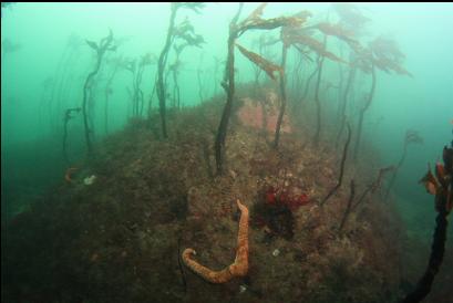 stalked kelp on shallower reefs
