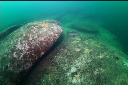 lingcod at top of wall in middle of picture