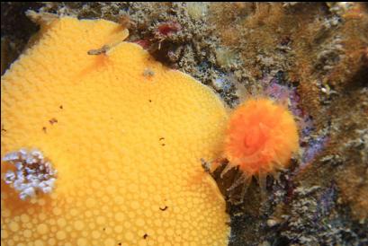 nudibranch and cup coral